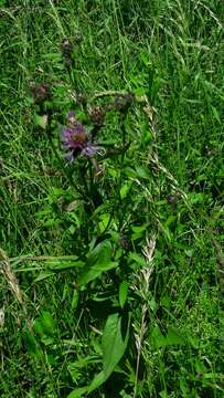 Image of Centaurea nigrescens subsp. nigrescens