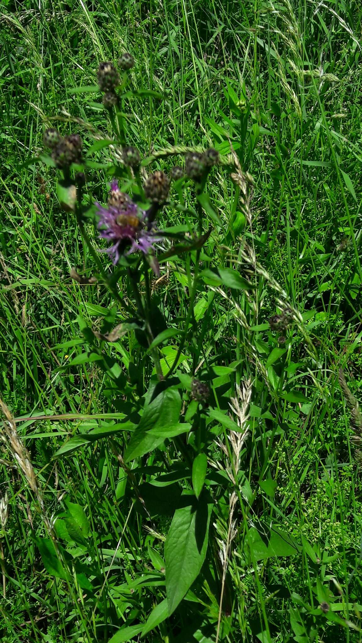 Image of Centaurea nigrescens subsp. nigrescens