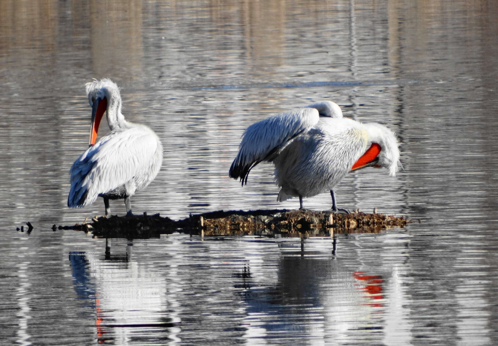 Image of Dalmatian Pelican