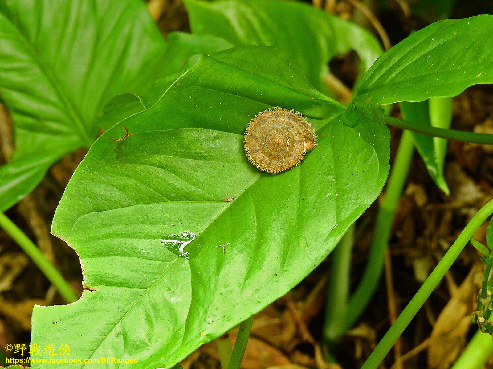 Image of Plectotropis mackensii