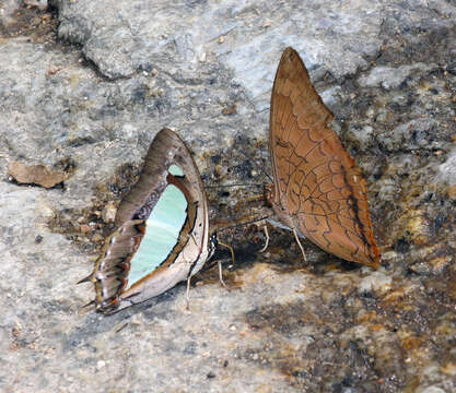 Imagem de Charaxes bernardus hierax Felder 1866