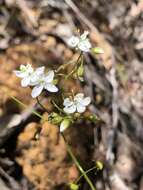 Image of Drosera modesta Diels