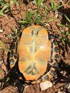 Image of Alabama Redbelly Turtle