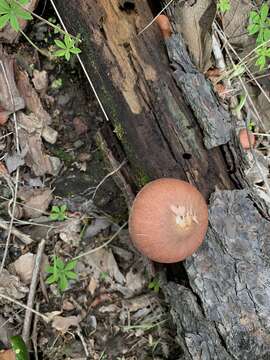 Слика од Gymnopilus subpurpuratus Guzm.-Dáv. & Guzmán 1991