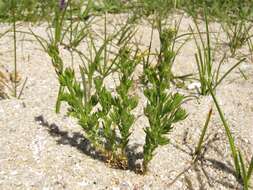 Plancia ëd Linaria arenaria DC.