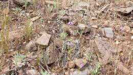 صورة Collinsia concolor Greene.