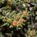 Image of Hibbertia axillibarba J. R. Wheeler