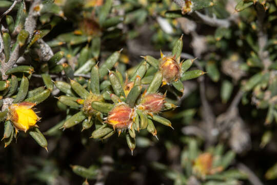 Image of Hibbertia axillibarba J. R. Wheeler