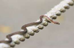 Image of Banded Flying Snake