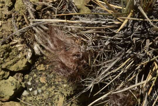 Imagem de Austrocactus coxii (K. Schum.) Backeb.