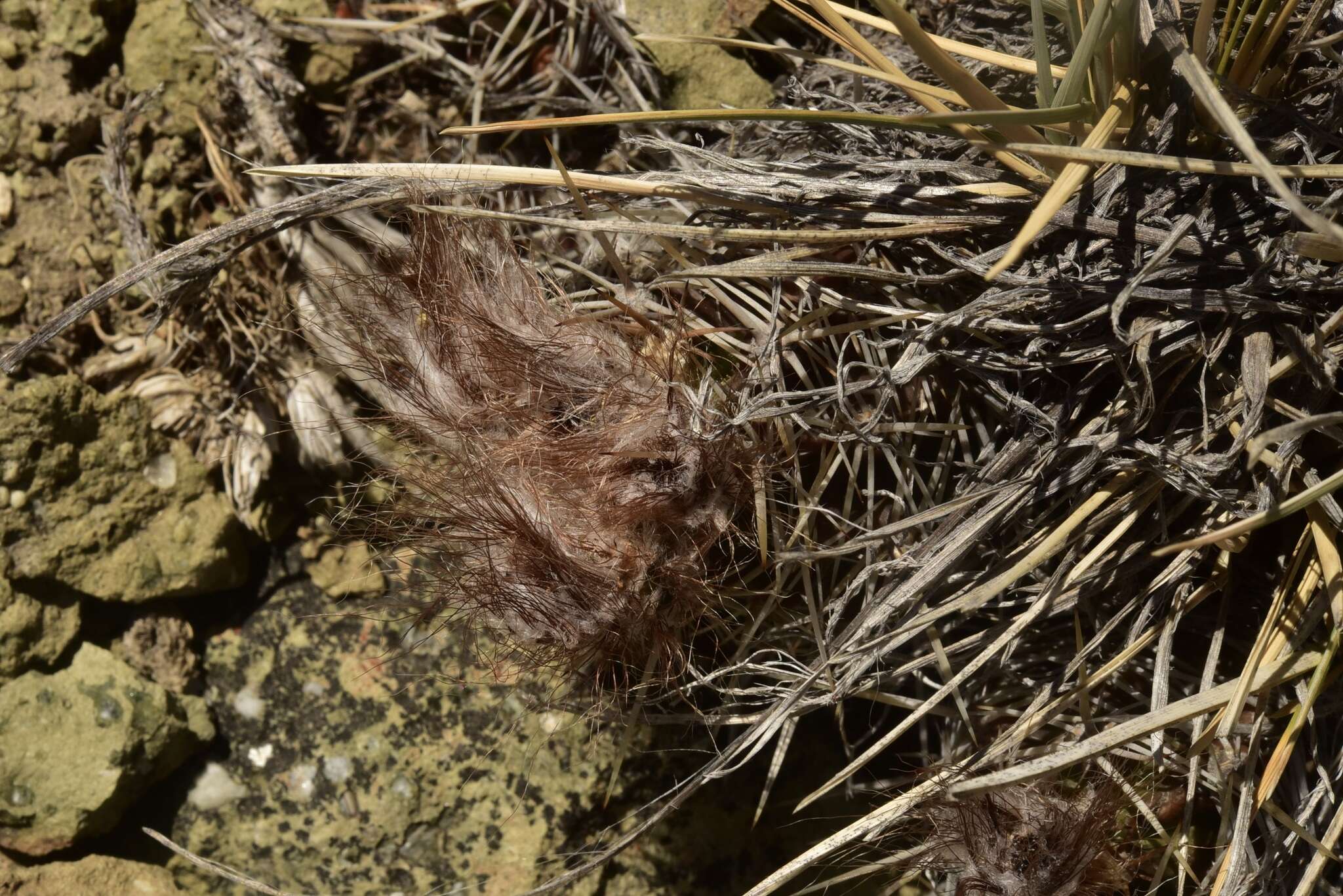 Imagem de Austrocactus coxii (K. Schum.) Backeb.