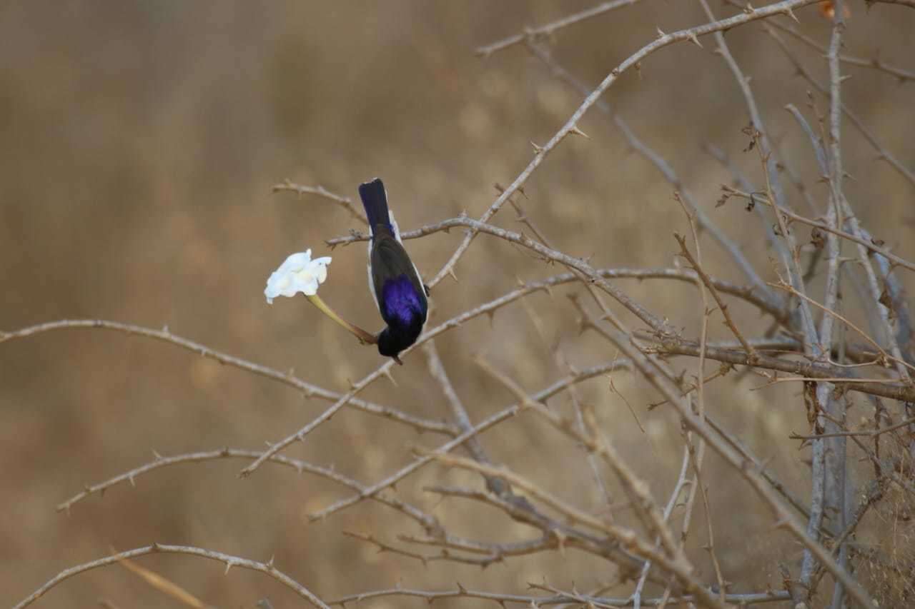 Sivun violettimedestäjä kuva