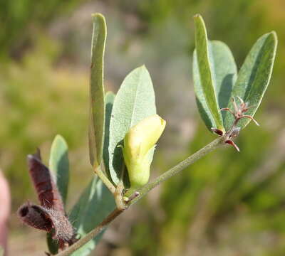 Image of Rhynchosia ciliata (Thunb.) Druce