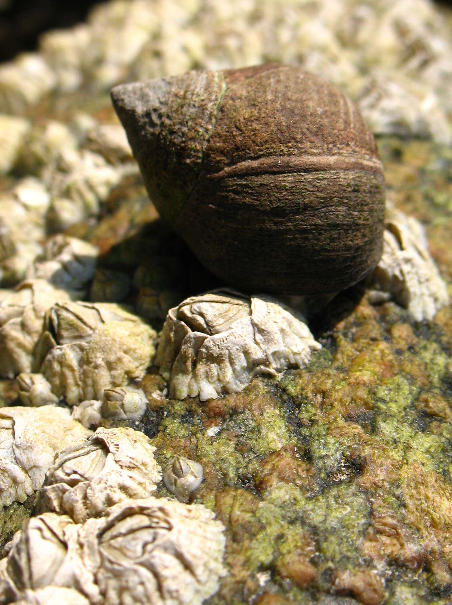 Sivun Semibalanus balanoides (Linnaeus 1767) kuva