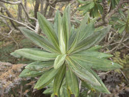 Image of Chatham Island Christmas tree