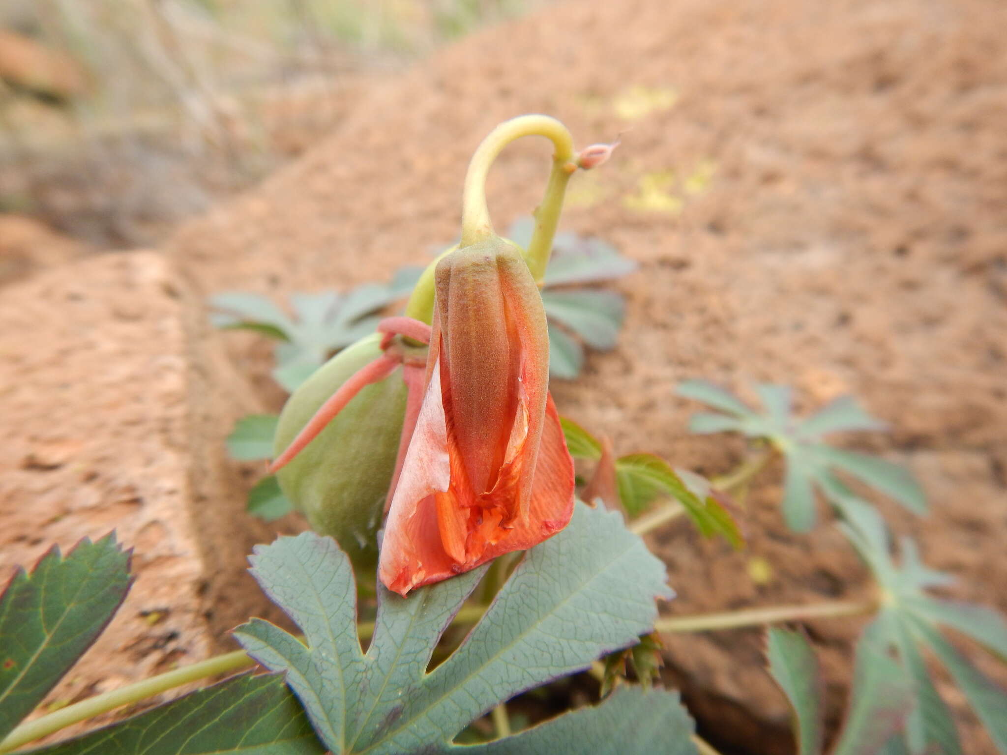 Imagem de Cochlospermum palmatifidum (Moc. & Sessé ex DC.) Byng & Christenh.