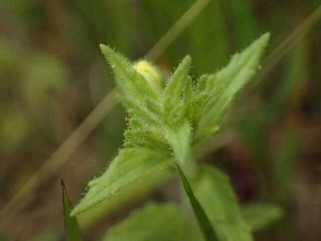 Image of Yellow Glandweed