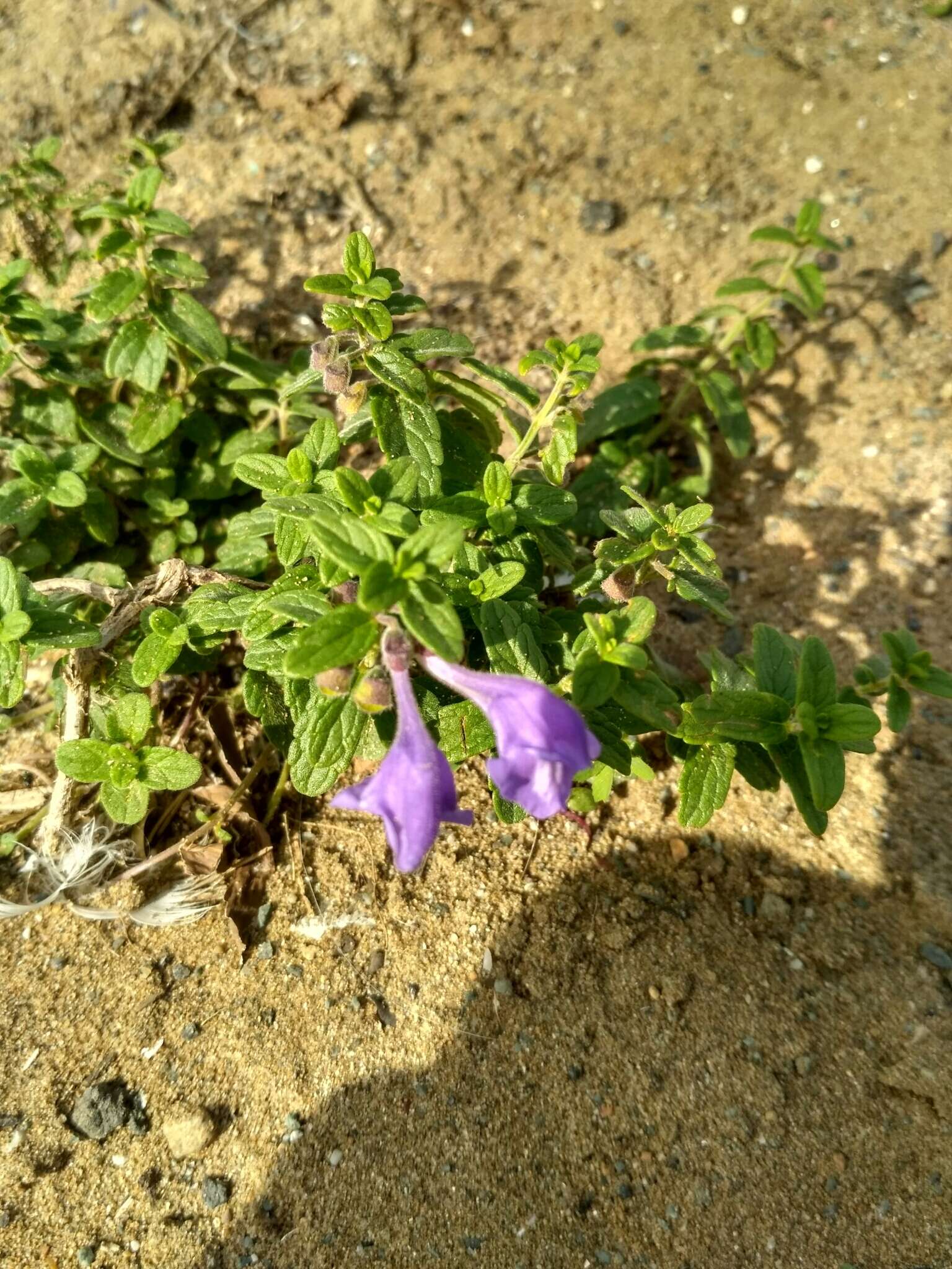 Image of Scutellaria strigillosa Hemsl.