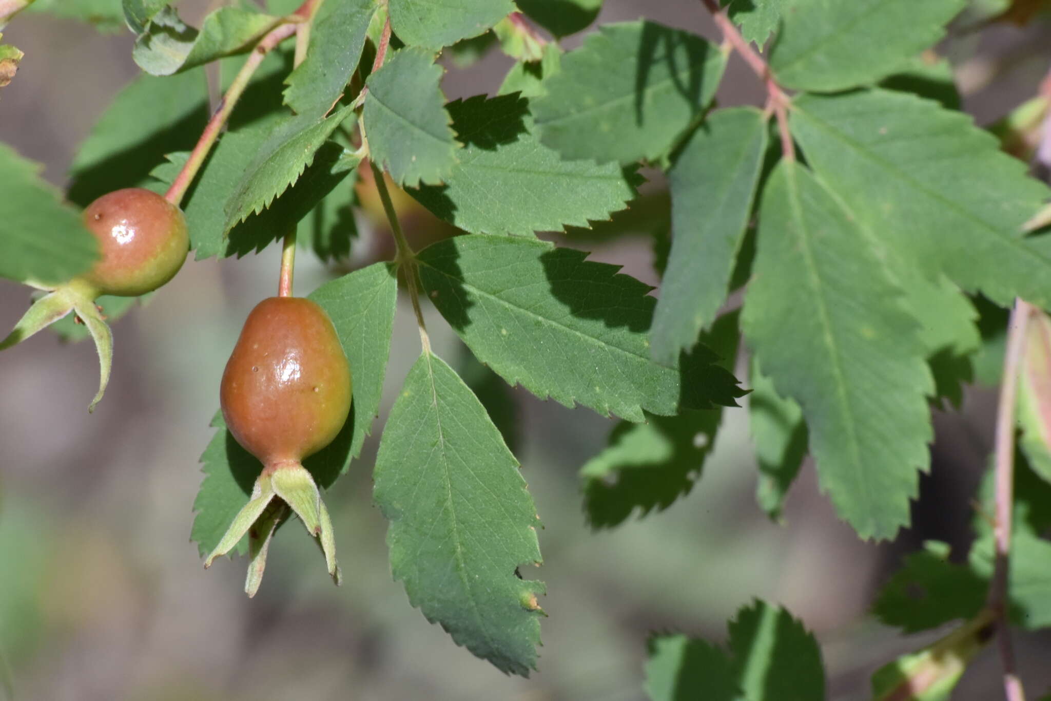 Sivun Rosa woodsii Lindl. kuva