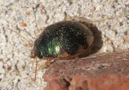 Image of Shiny Round Sand Beetle