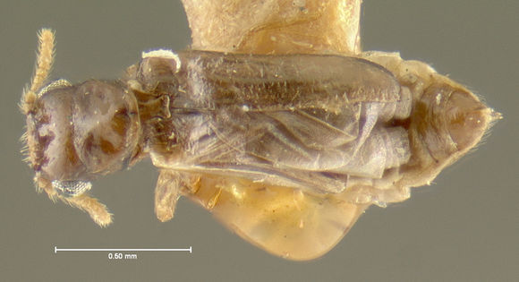 Image of telephone-pole beetle