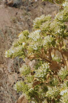 Sivun Arctium triflorum (Schrenk) Kuntze kuva