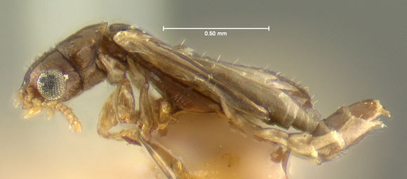 Image of telephone-pole beetle