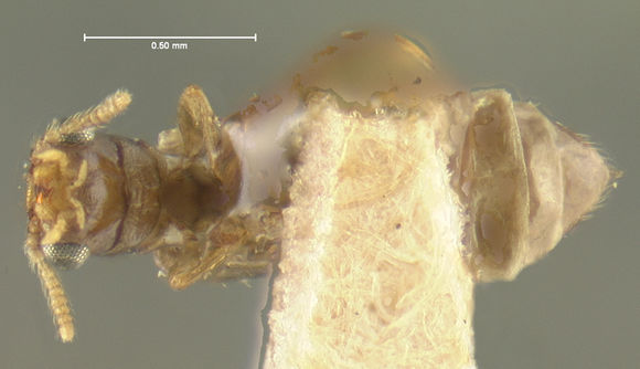 Image of telephone-pole beetle