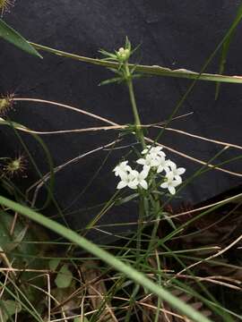 Image of Asperula scoparia Hook. fil.