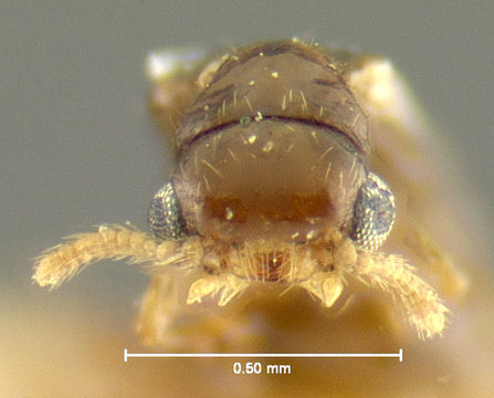 Image of telephone-pole beetle
