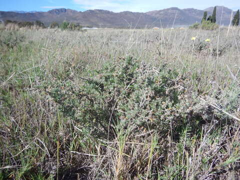 Image of <i>Helichrysum <i>asperum</i></i> var. asperum