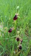 Image of Ophrys sphegodes subsp. helenae (Renz) Soó & D. M. Moore