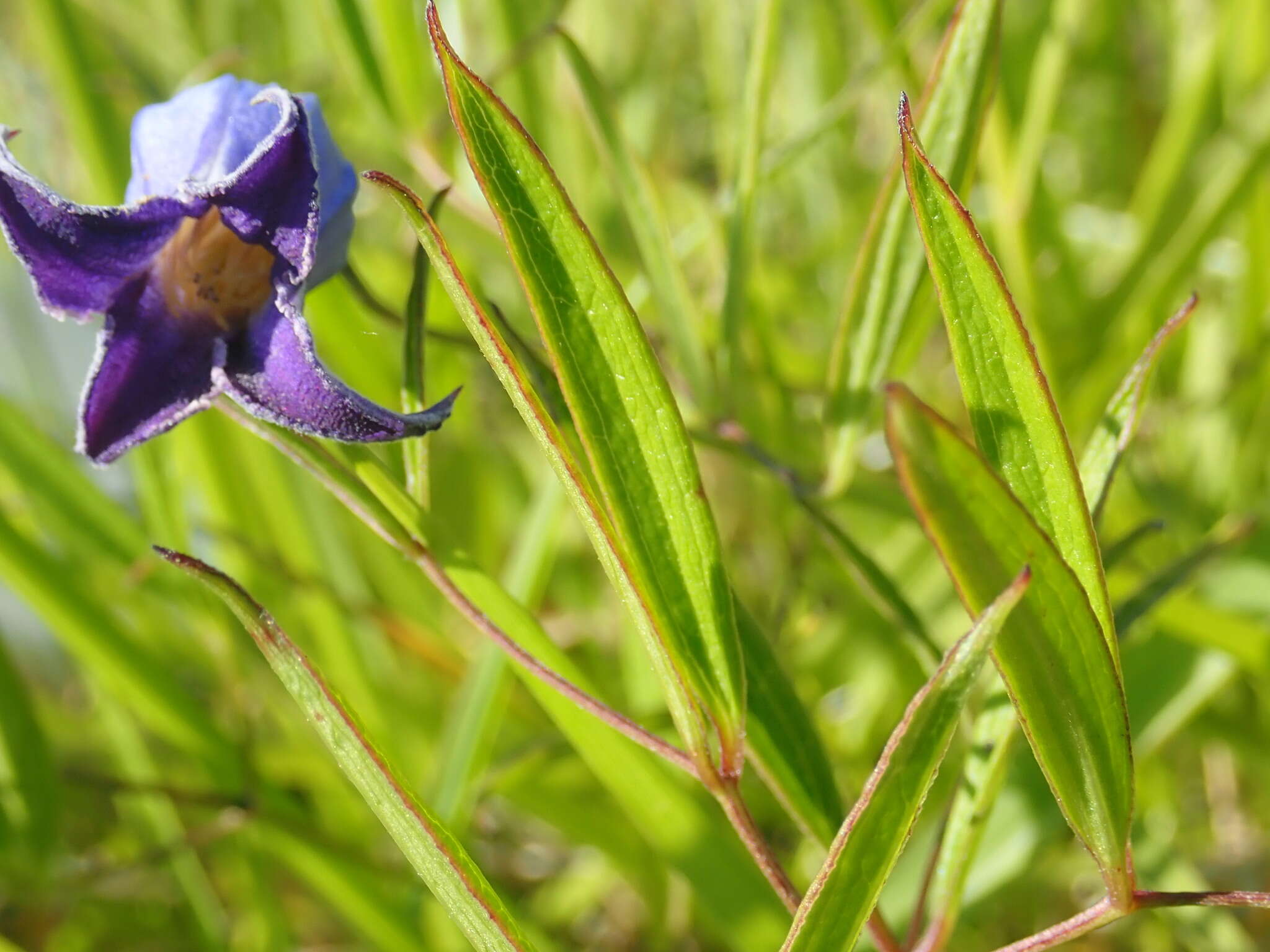 Imagem de Clematis socialis Kral