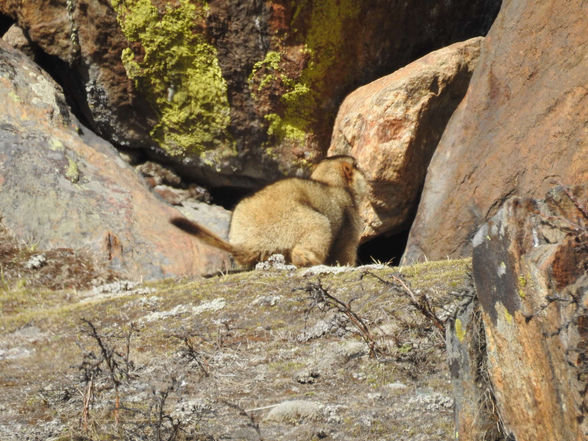 Image of Himalayan Marmot