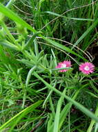 Imagem de Delosperma multiflorum L. Bol.