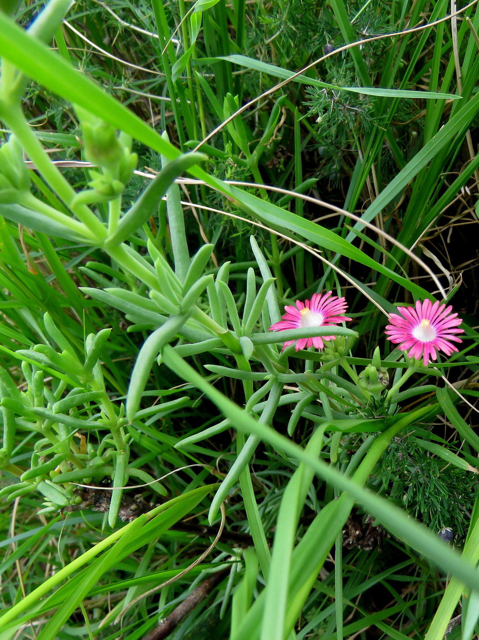 Image of Delosperma multiflorum L. Bol.