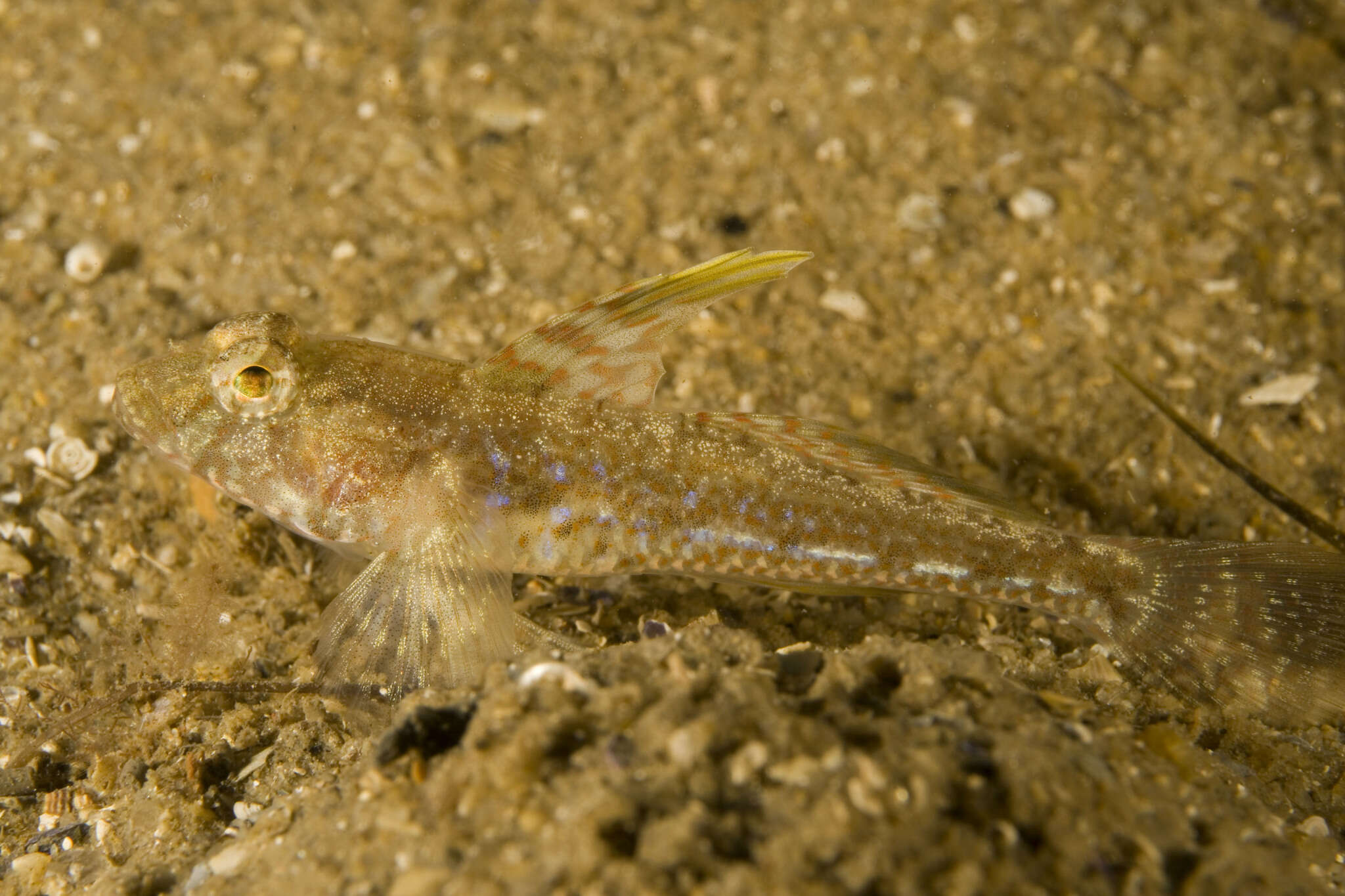 Plancia ëd Nesogobius pulchellus (Castelnau 1872)