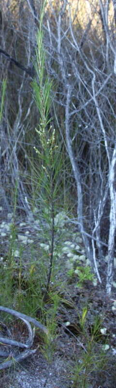 Image of Dracophyllum lessonianum A. Rich.