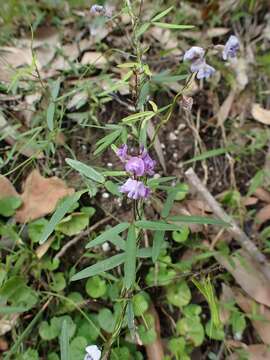 Image of Small-leaf glycine