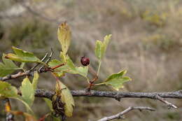 Image of Crataegus karadaghensis Pojark.