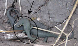 Image of Mexican black-spotted newt