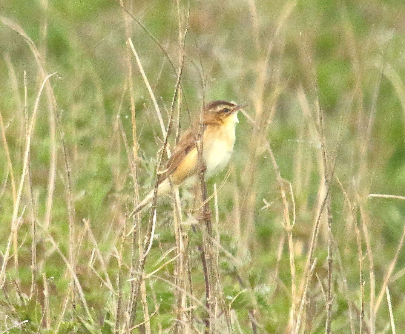 Image of Sedge Warbler