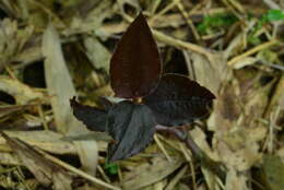 Image of Odontochilus elwesii C. B. Clarke ex Hook. fil.