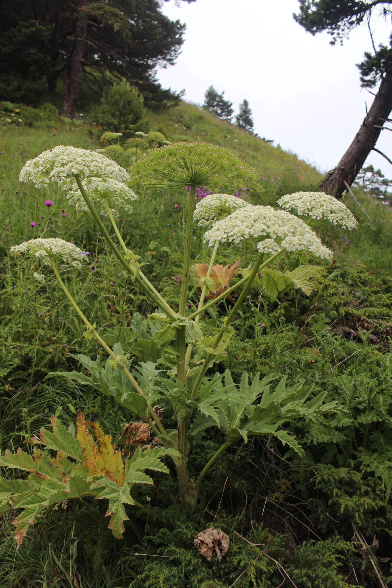 Image of Heracleum leskovii Grossh.