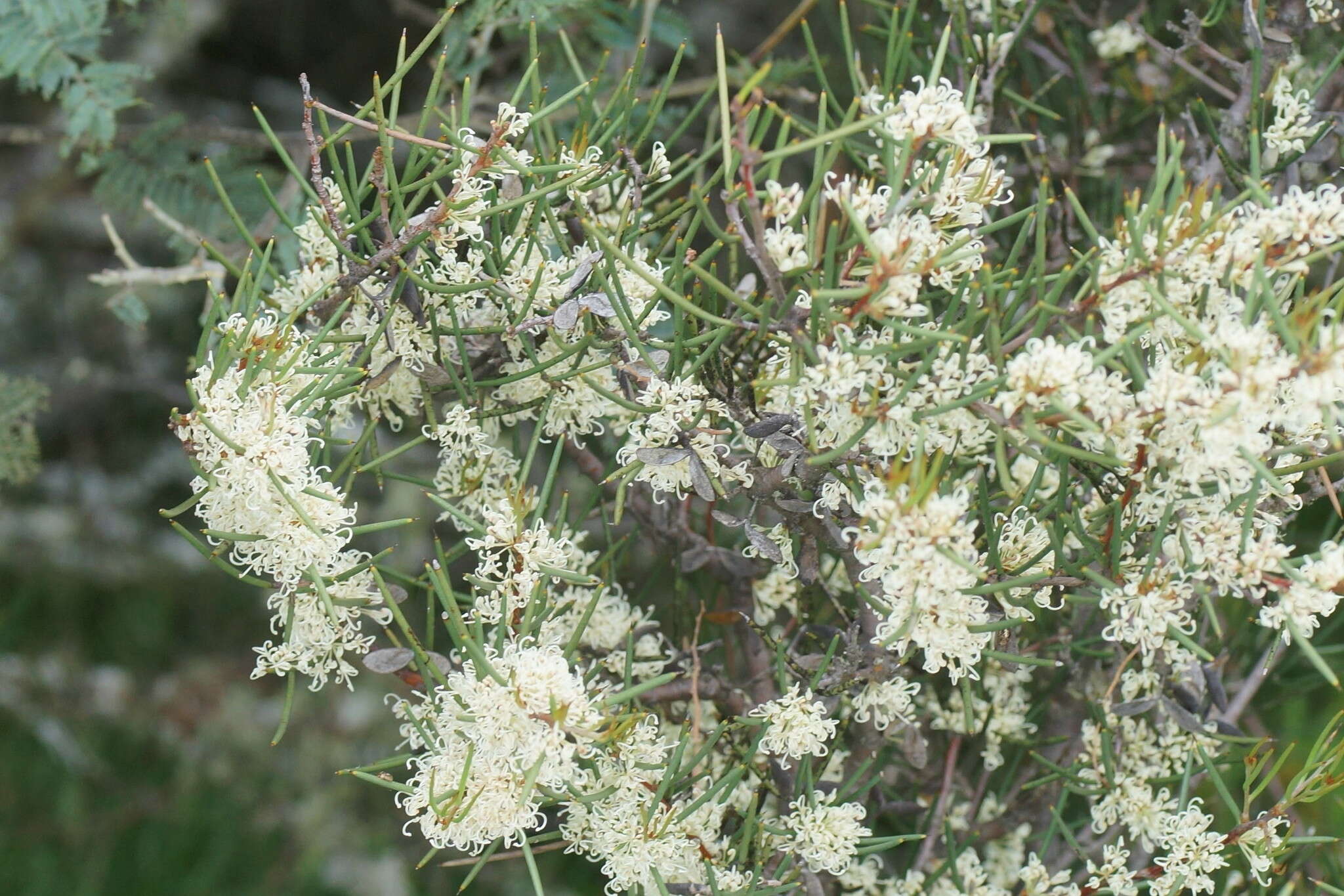 Image of Hakea microcarpa R. Br.