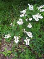 Image of fuzzy pride-of-Rochester