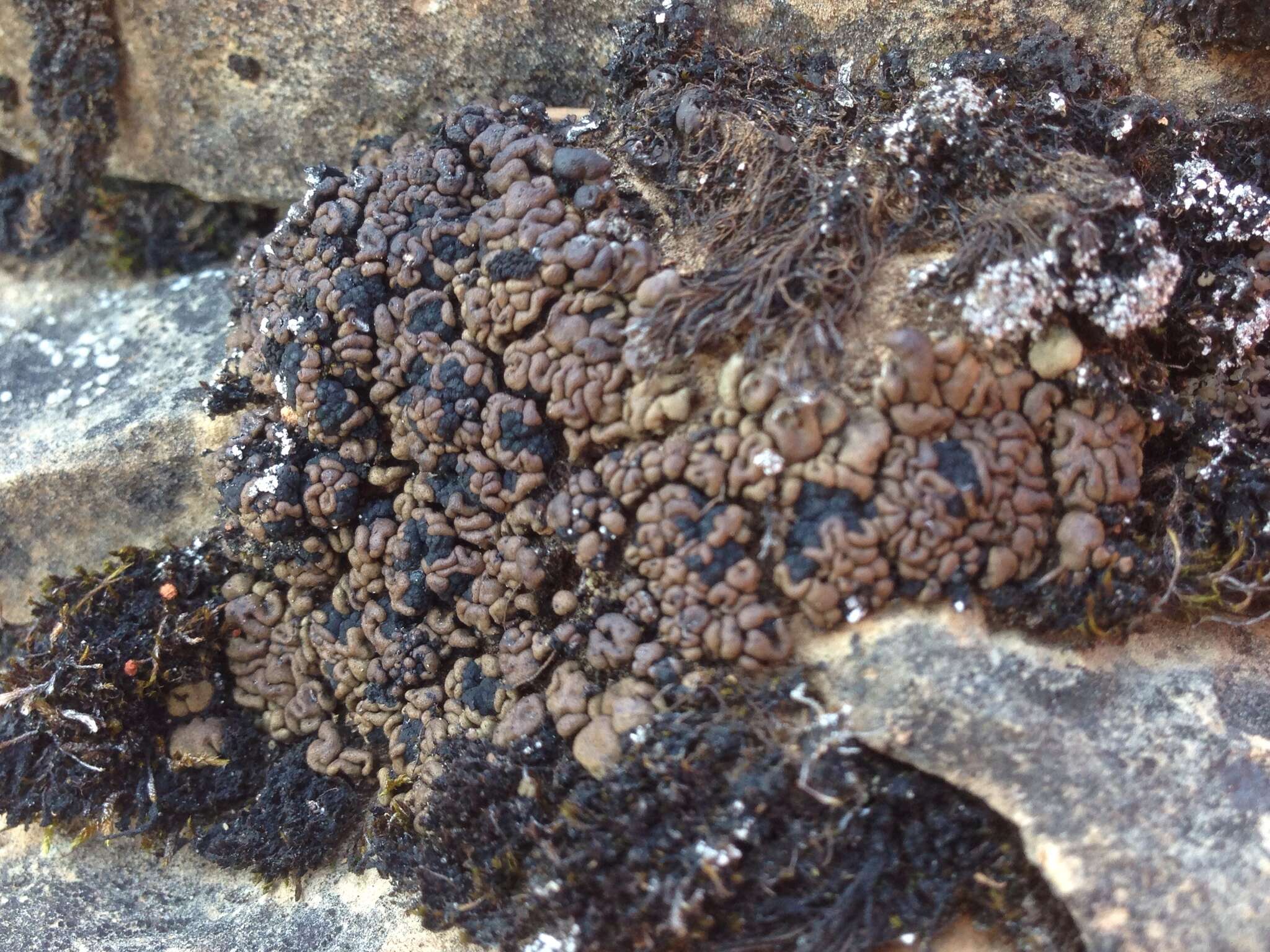 Image of bruised lichen