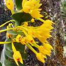 Image of Maxillaria miniata (Lindl.) L. O. Williams