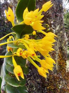 Image of Maxillaria miniata (Lindl.) L. O. Williams