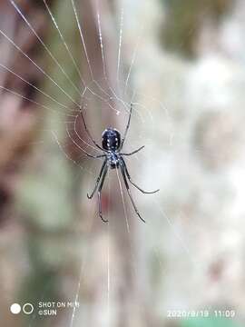 Image of Leucauge argentina (Hasselt 1882)